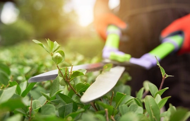 Professional pruning services in Portland, OR - tree trimming and shrub pruning by FRS Remodeling