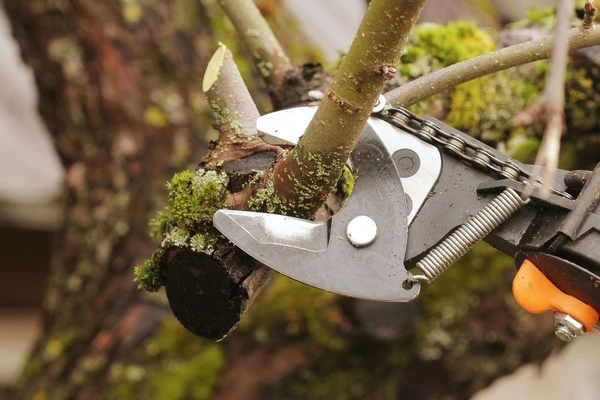 Professional pruning services in Portland, OR - tree trimming and shrub pruning by FRS Remodeling